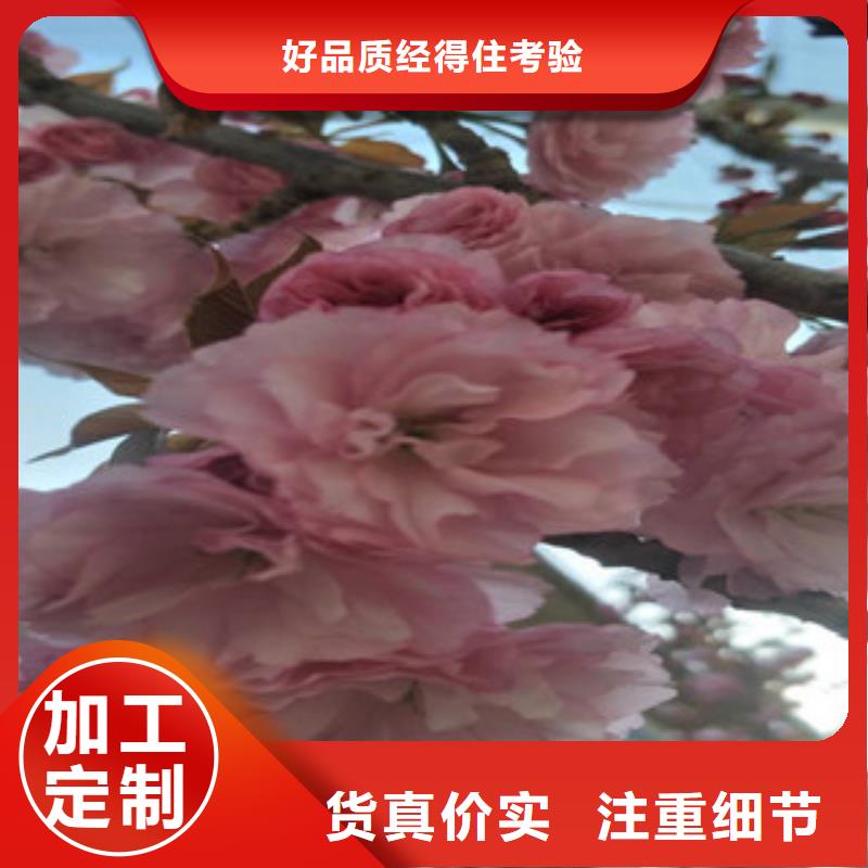 樱花【占地果树】订购