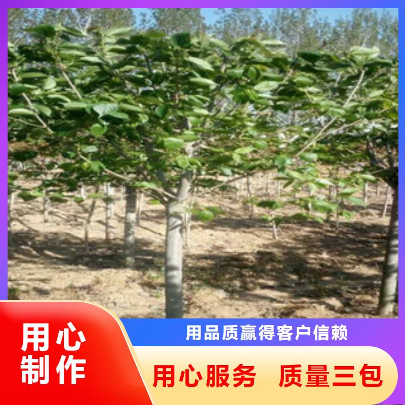 【樱花】绿化树绿化工程口碑好实力强