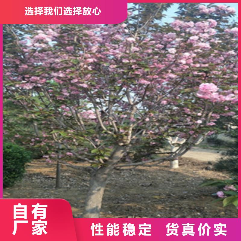 【樱花占地果树专业按需定制】