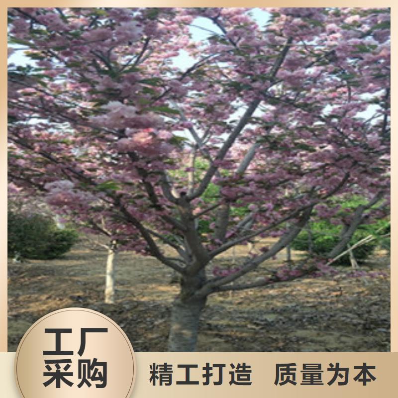 【樱花_樱桃苗按需定制真材实料】