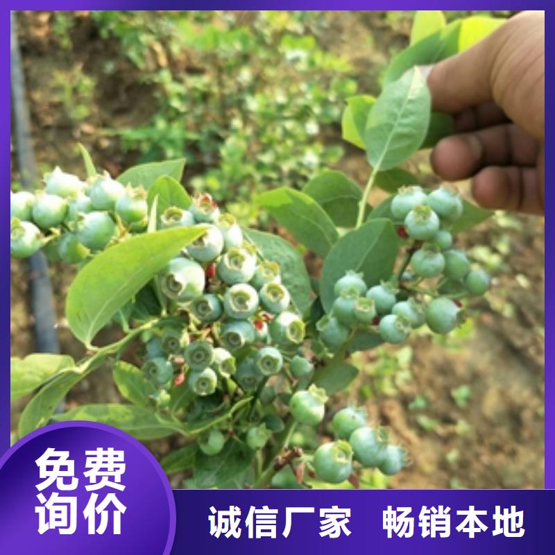 蓝莓苗-绿化树绿化工程质检合格出厂