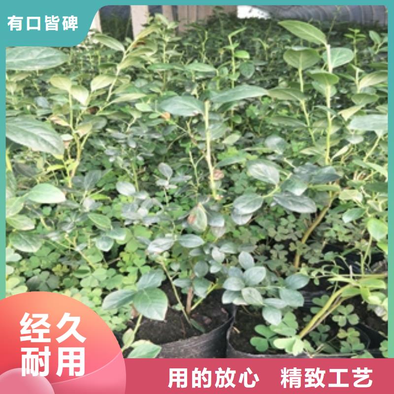 蓝莓苗占地果树来图定制量大从优