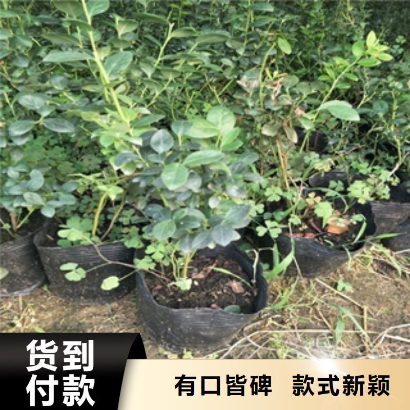 蓝莓苗绿化树绿化工程来图加工定制