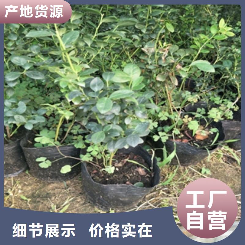 蓝莓苗质检合格发货