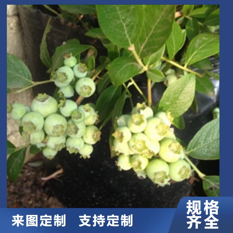 蓝莓苗核桃苗樱花苗长果桑树苗质检严格放心品质