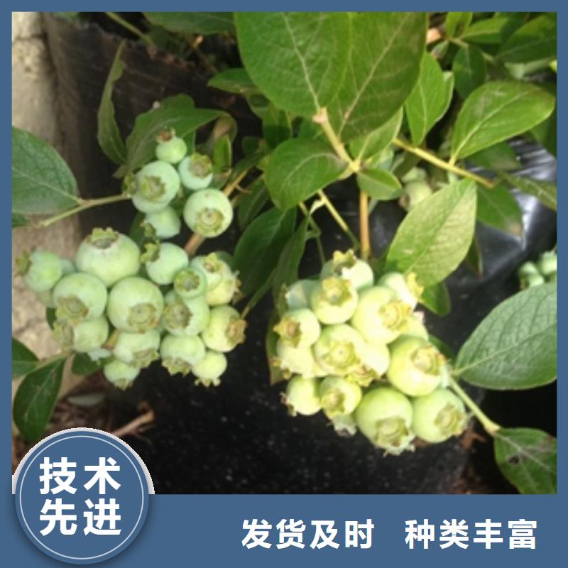 蓝莓苗_核桃苗樱花苗长果桑树苗畅销本地