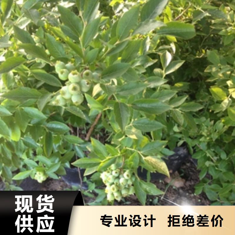 蓝莓苗碧桃定制定做