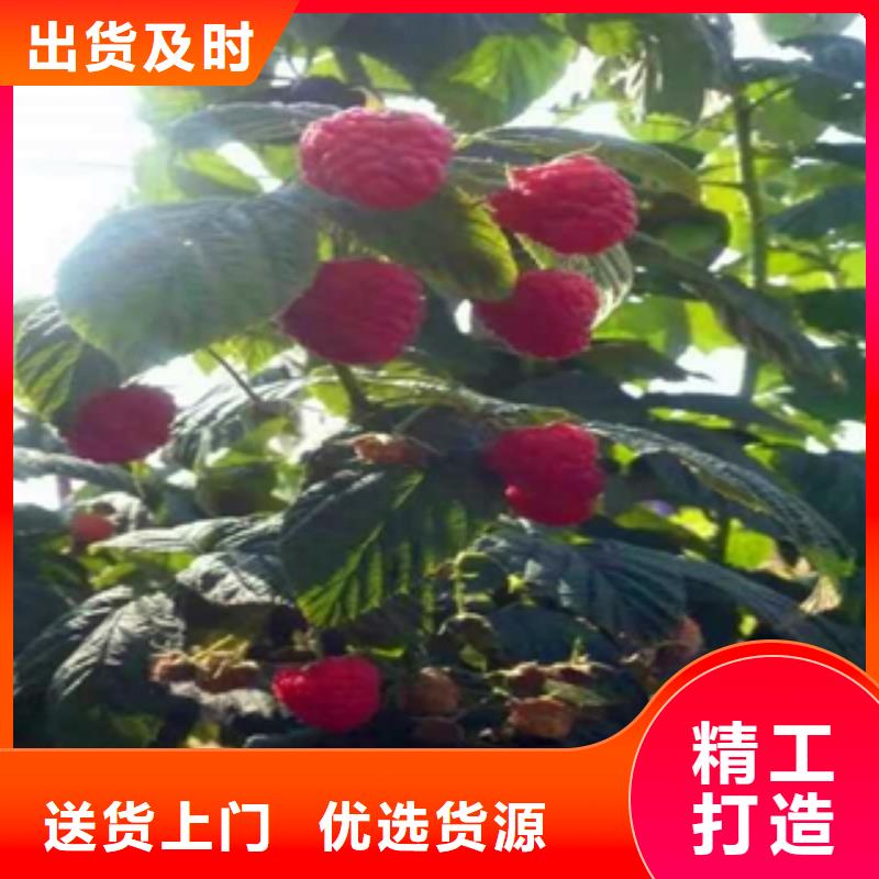 树莓苗厂家销售-可发货到古田|柘荣|南平|福州|泉州|龙岩|三明|厦门