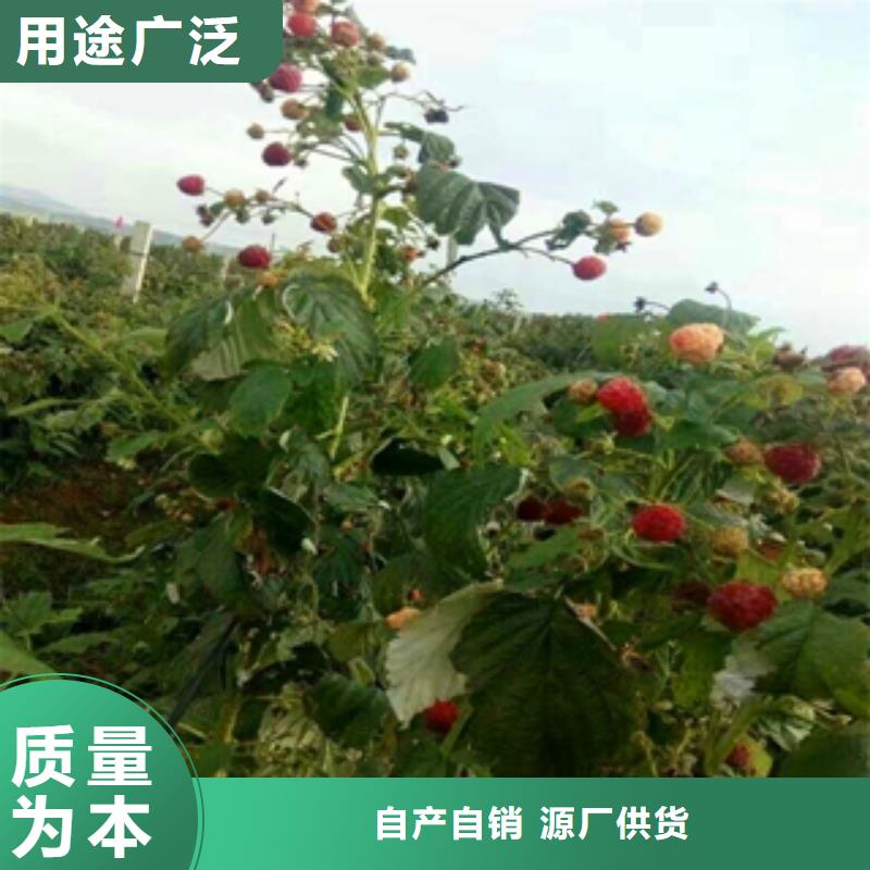 正家树莓苗【蓝莓苗】库存量大cg39.com