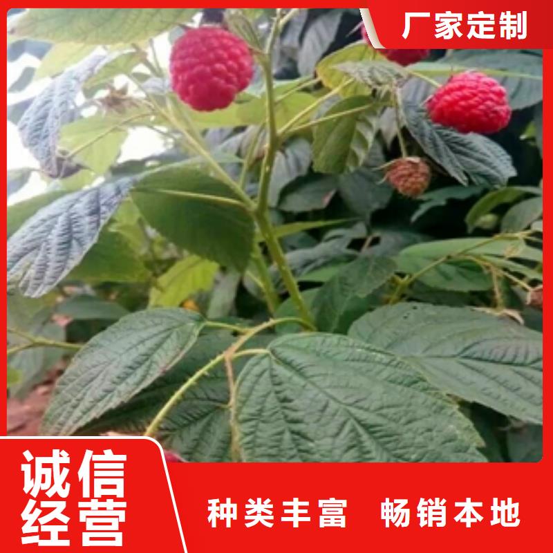 树莓苗厂家销售-正家园艺场(宁德市分公司)