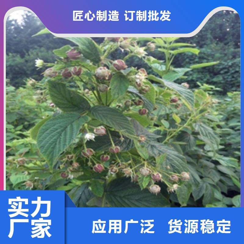 树莓苗【钙果苗】专业的生产厂家-服务区域包括龙泉驿|成华|乐山|遂宁|德阳|绵阳|广元|巴中|内江等-产品视频