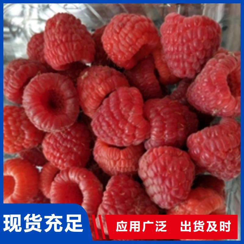树莓苗厂家销售-可发货到古田|柘荣|南平|福州|泉州|龙岩|三明|厦门