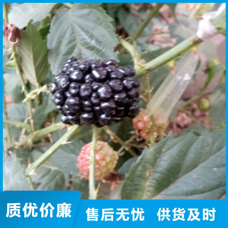 树莓苗厂家销售-正家园艺场(宁德市分公司)