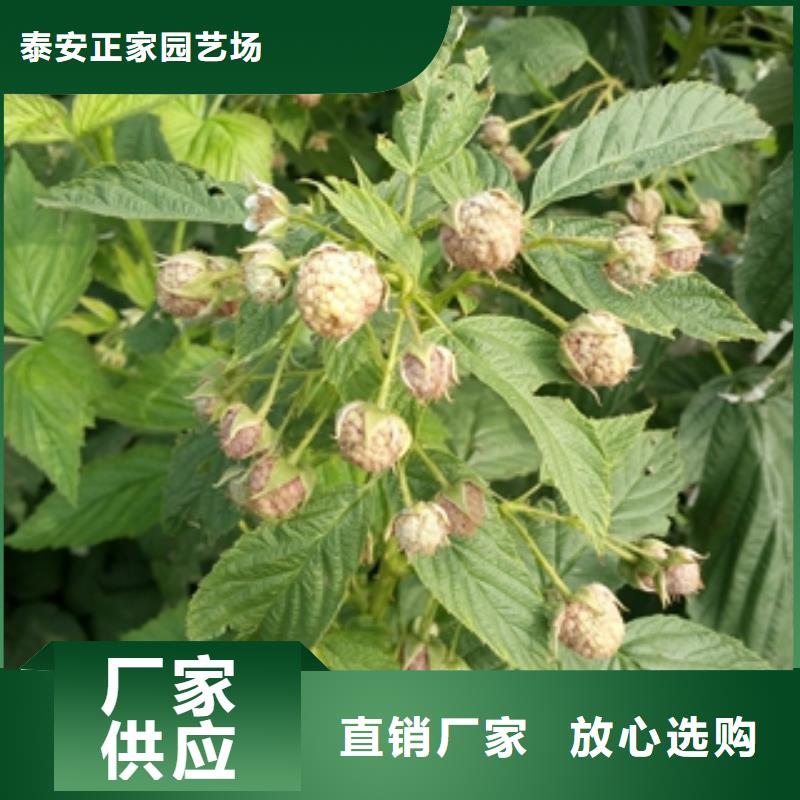 树莓苗【蓝莓苗】库存量大|茌平|高唐|青岛|莱芜|威海|日照|泰安|淄博公司