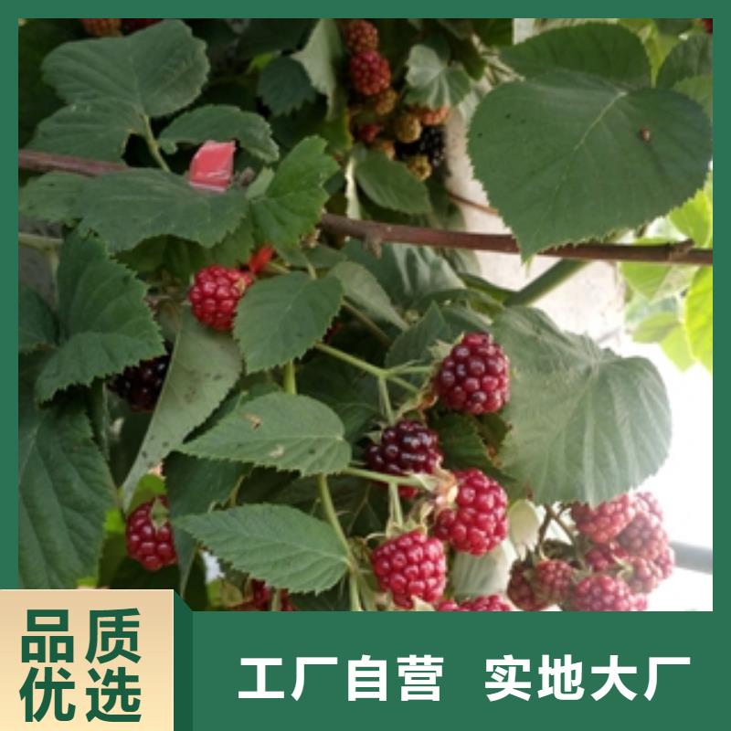 树莓苗【蓝莓苗】库存量大-正家园艺场(聊城市分公司)-三玖采购网