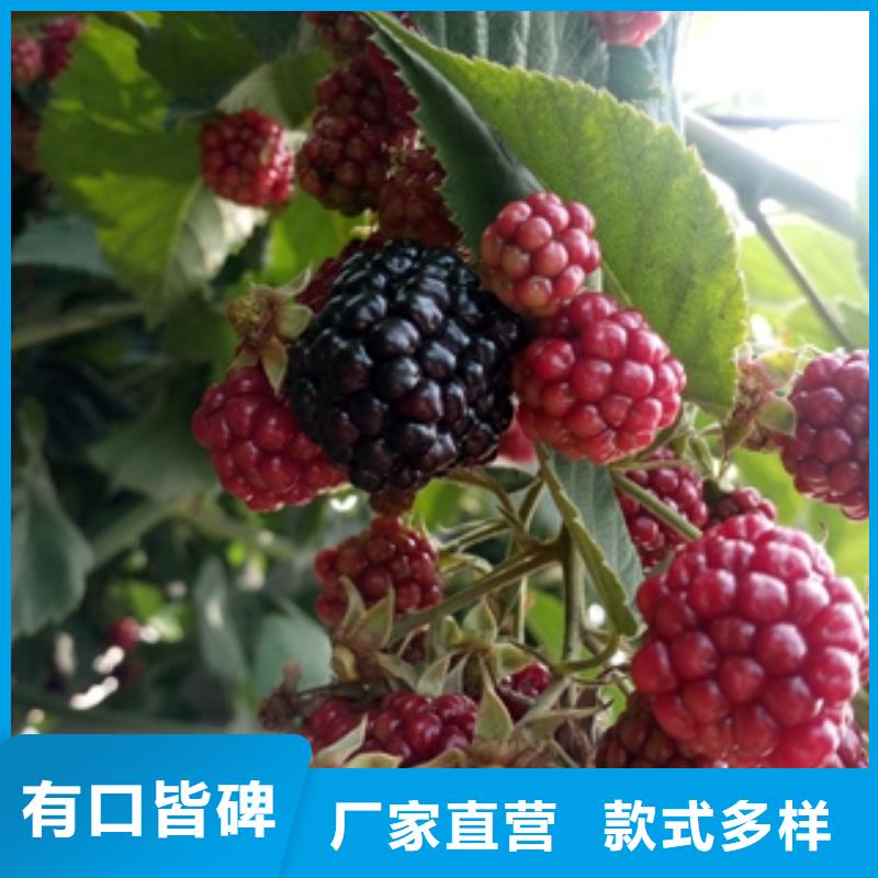 正家树莓苗厂家销售cg39.com