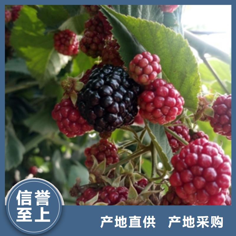树莓苗【钙果苗】专业的生产厂家-服务区域包括龙泉驿|成华|乐山|遂宁|德阳|绵阳|广元|巴中|内江等-产品视频