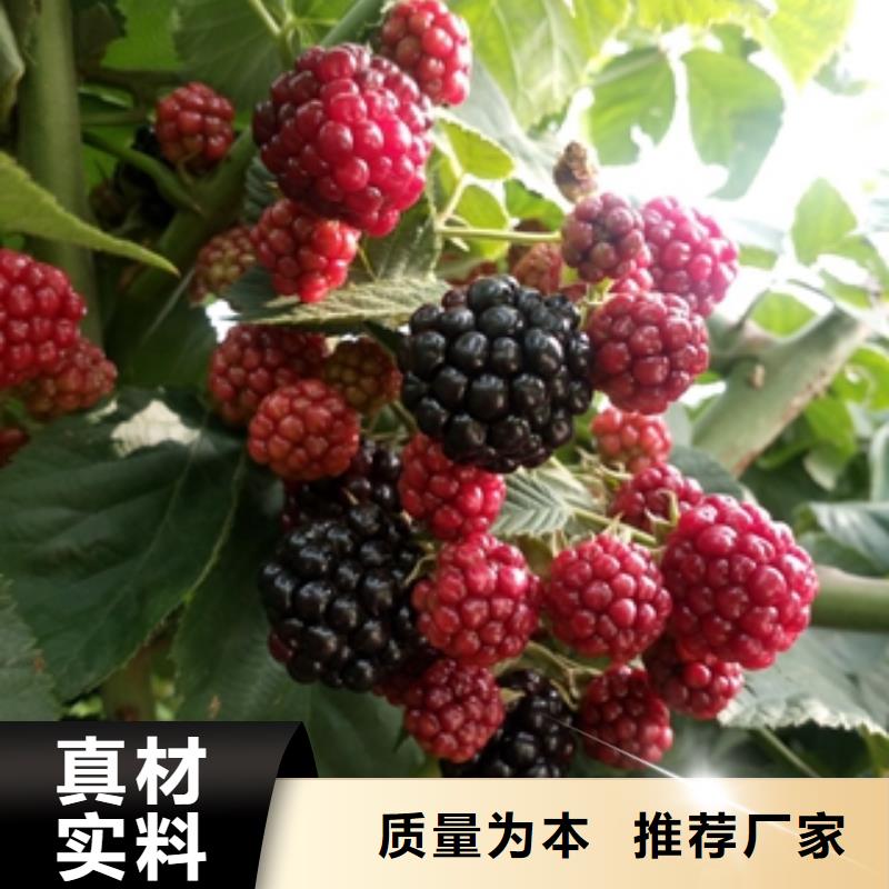 树莓苗【蓝莓苗】库存量大|茌平|高唐|青岛|莱芜|威海|日照|泰安|淄博公司