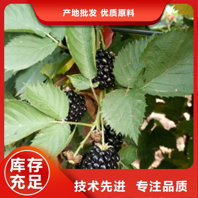 树莓苗【蓝莓苗】库存量大|茌平|高唐|青岛|莱芜|威海|日照|泰安|淄博公司