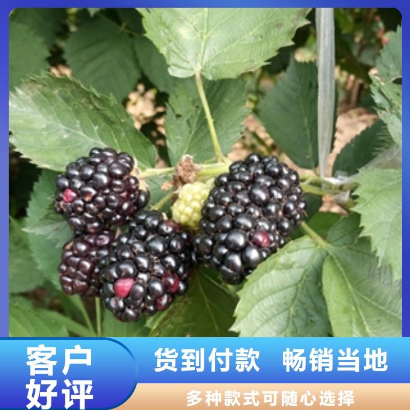树莓苗【蓝莓苗】库存量大|茌平|高唐|青岛|莱芜|威海|日照|泰安|淄博公司
