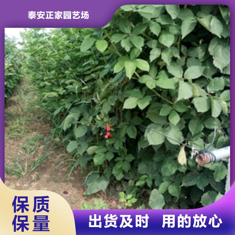 正家树莓苗厂家销售cg39.com
