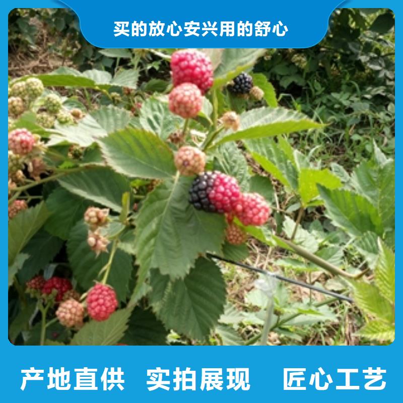 正家树莓苗【蓝莓苗】库存量大cg39.com