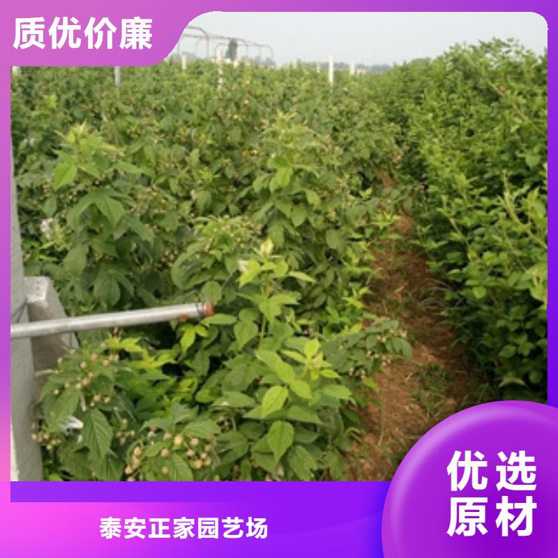 树莓苗【蓝莓苗】库存量大|茌平|高唐|青岛|莱芜|威海|日照|泰安|淄博公司