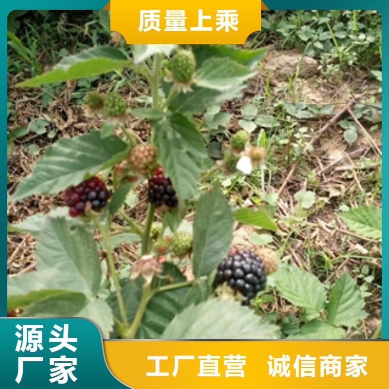 树莓苗【钙果苗】专业的生产厂家-服务区域包括龙泉驿|成华|乐山|遂宁|德阳|绵阳|广元|巴中|内江等-产品视频