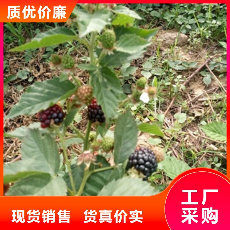 树莓苗厂家销售-可发货到古田|柘荣|南平|福州|泉州|龙岩|三明|厦门