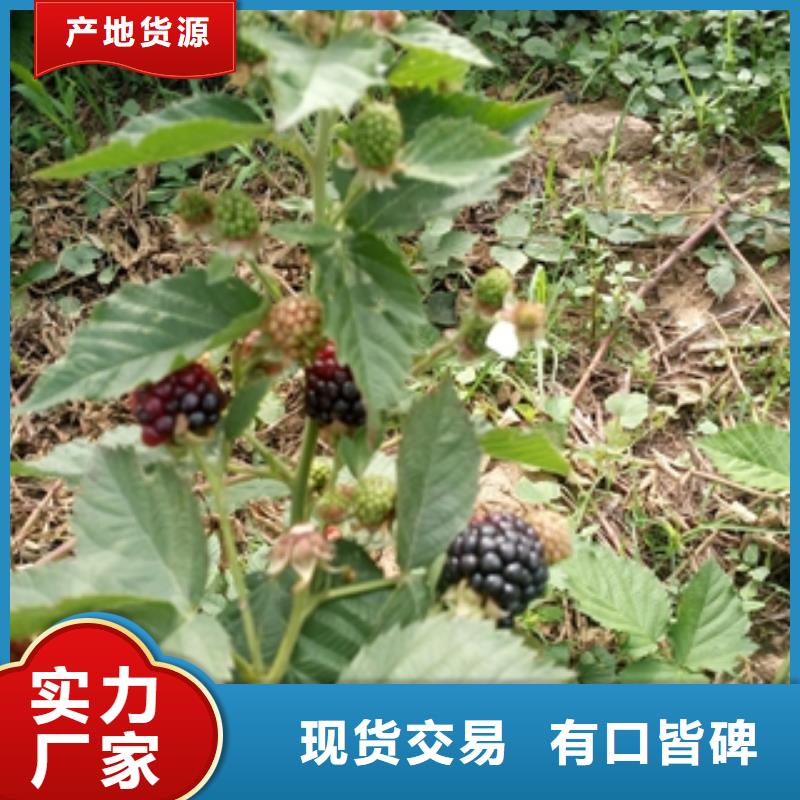 正家树莓苗厂家销售cg39.com