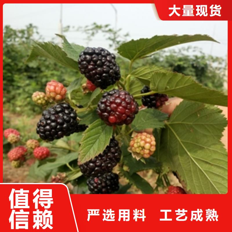 树莓苗【蓝莓苗】库存量大|茌平|高唐|青岛|莱芜|威海|日照|泰安|淄博公司