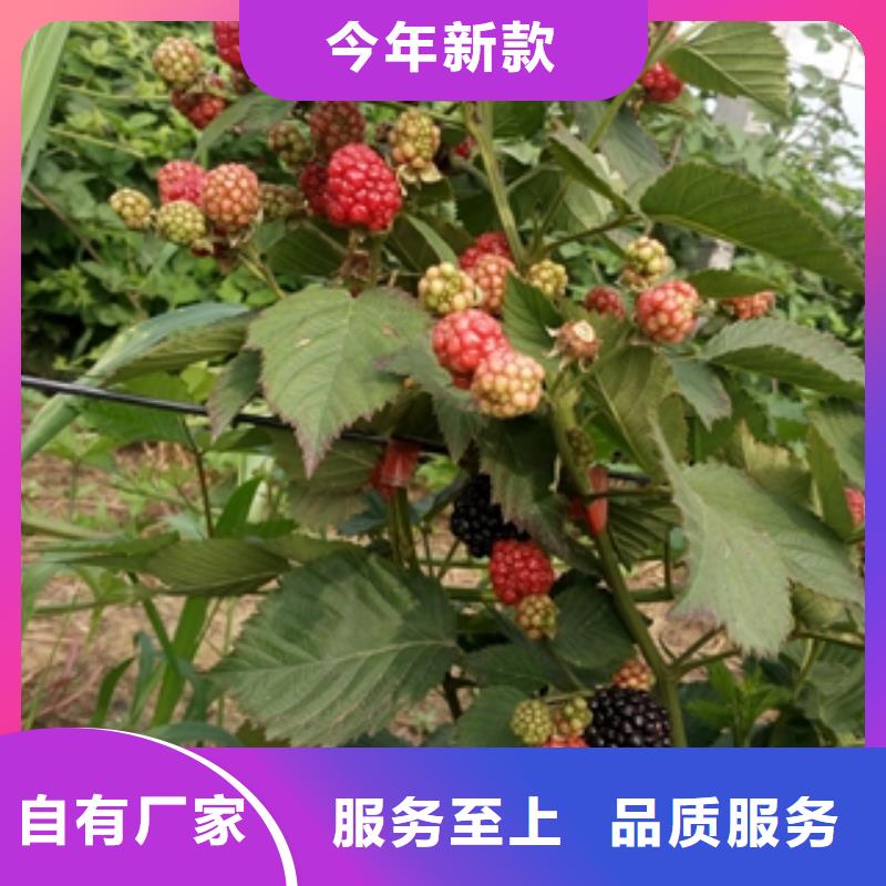 树莓苗厂家销售-正家园艺场(宁德市分公司)