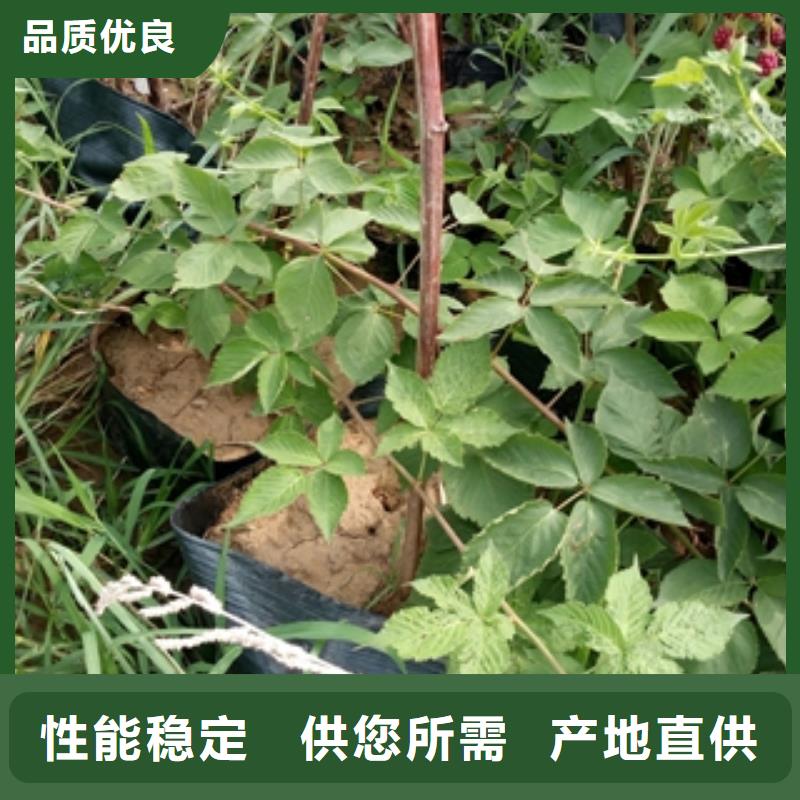 树莓苗厂家销售-可发货到古田|柘荣|南平|福州|泉州|龙岩|三明|厦门