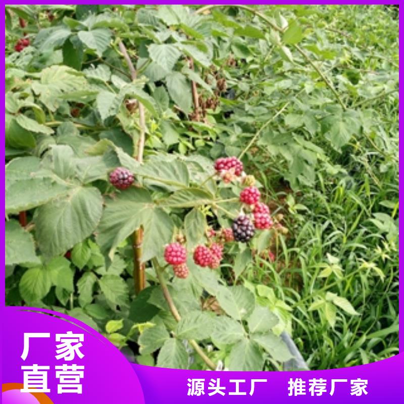 树莓苗【钙果苗】专业的生产厂家|都江堰|蒲江|乐山|凉山|攀枝花|眉山|泸州经销商