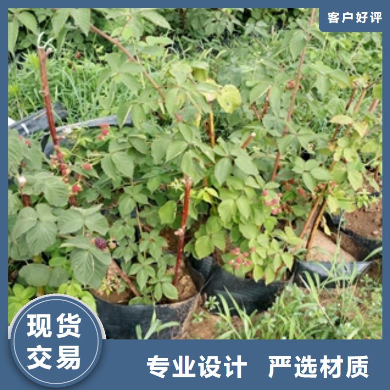 树莓苗厂家销售-可发货到古田|柘荣|南平|福州|泉州|龙岩|三明|厦门