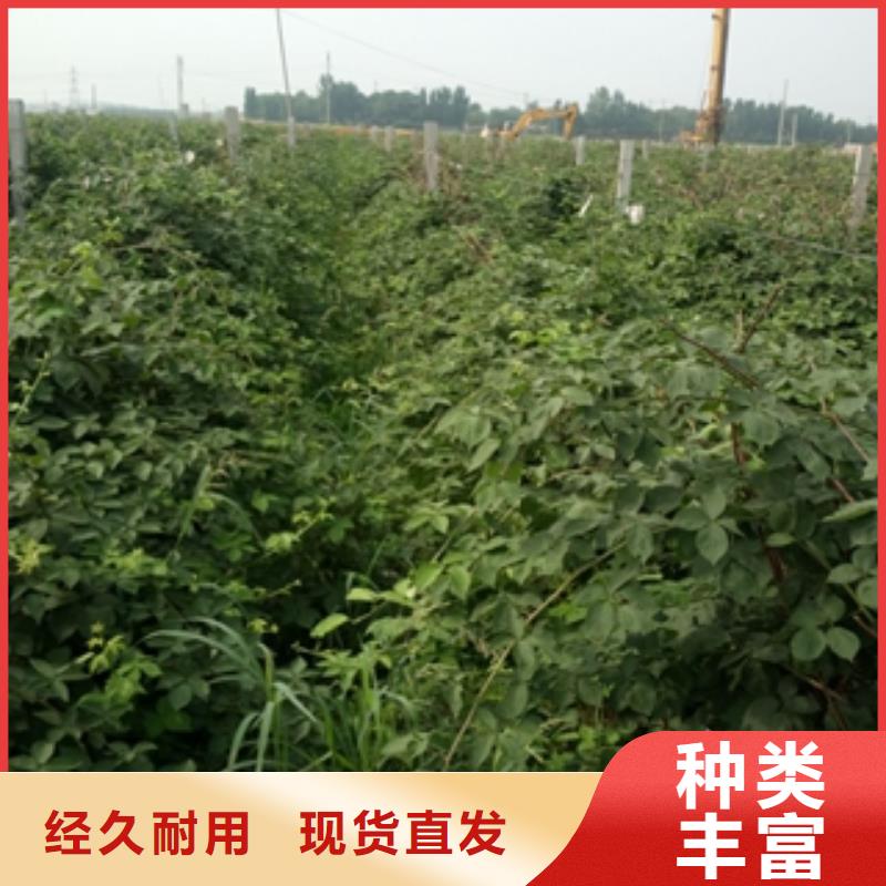 树莓苗【钙果苗】专业的生产厂家|都江堰|蒲江|乐山|凉山|攀枝花|眉山|泸州经销商