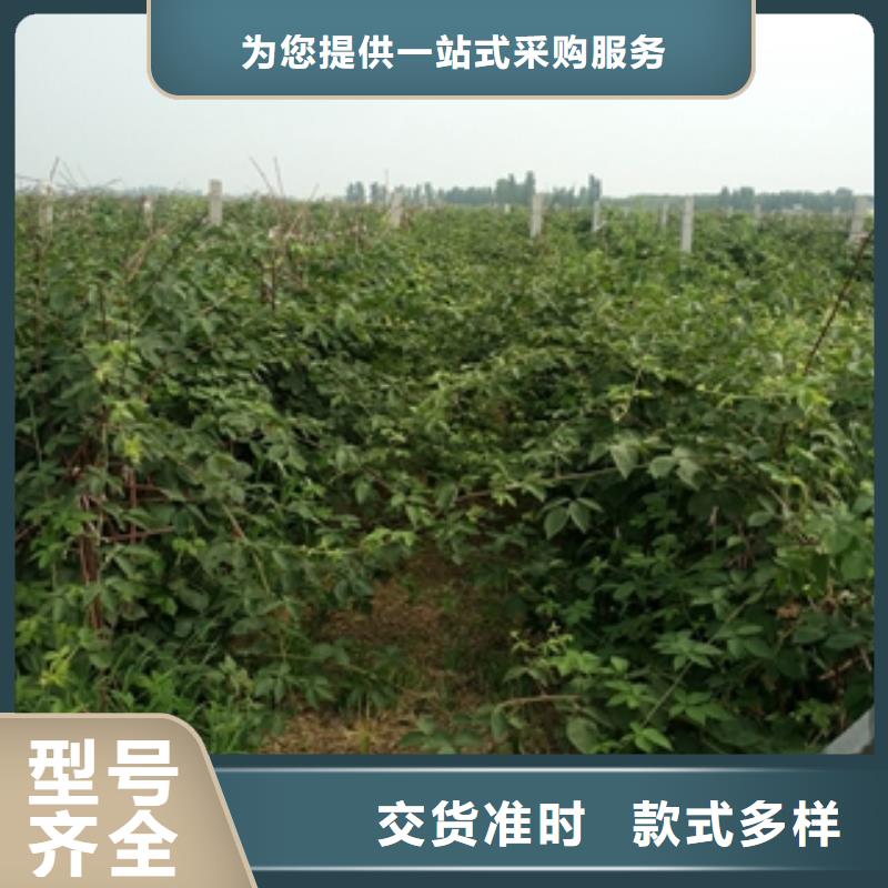 正家树莓苗厂家销售cg39.com
