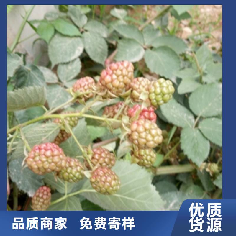 树莓苗【钙果苗】专业的生产厂家-服务区域包括龙泉驿|成华|乐山|遂宁|德阳|绵阳|广元|巴中|内江等-产品视频