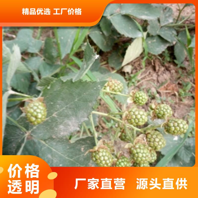树莓苗【钙果苗】专业的生产厂家|都江堰|蒲江|乐山|凉山|攀枝花|眉山|泸州经销商