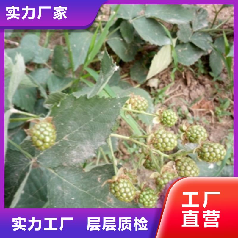 树莓苗【蓝莓苗】库存量大|茌平|高唐|青岛|莱芜|威海|日照|泰安|淄博公司