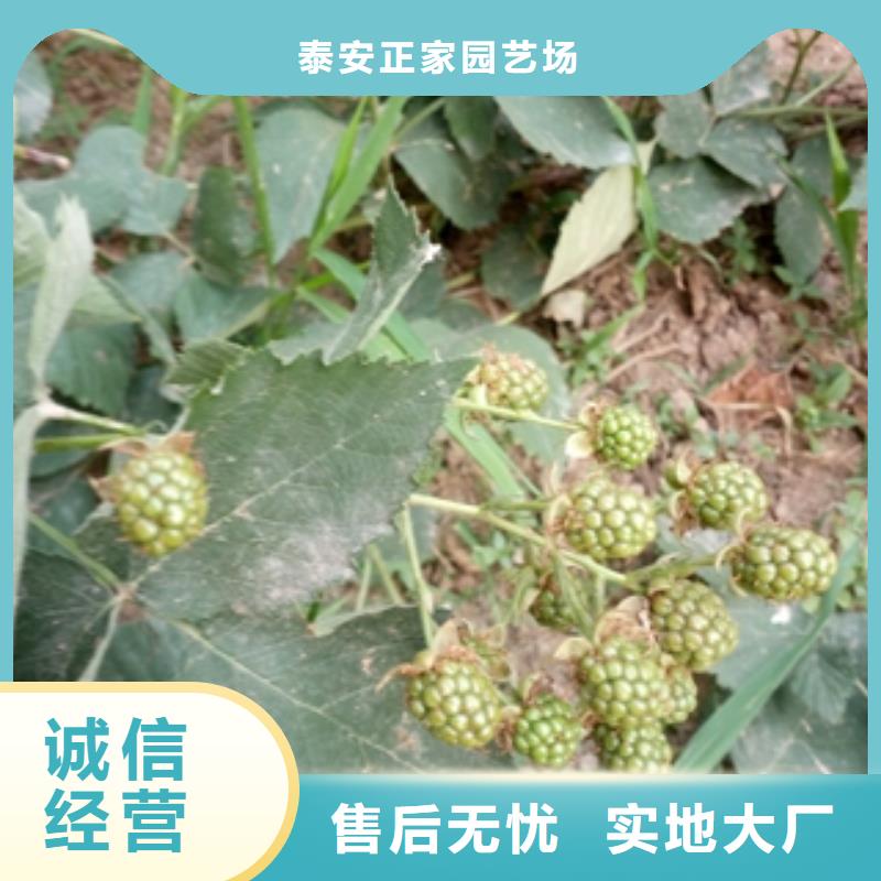 正家树莓苗【蓝莓苗】库存量大cg39.com