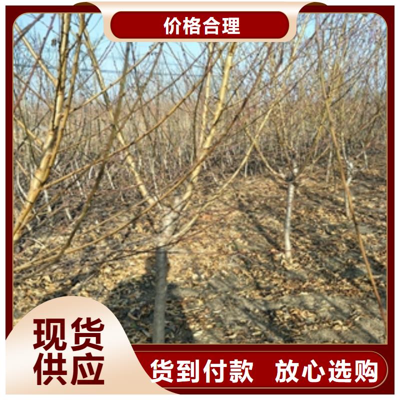 【桃树】占地果树联系厂家