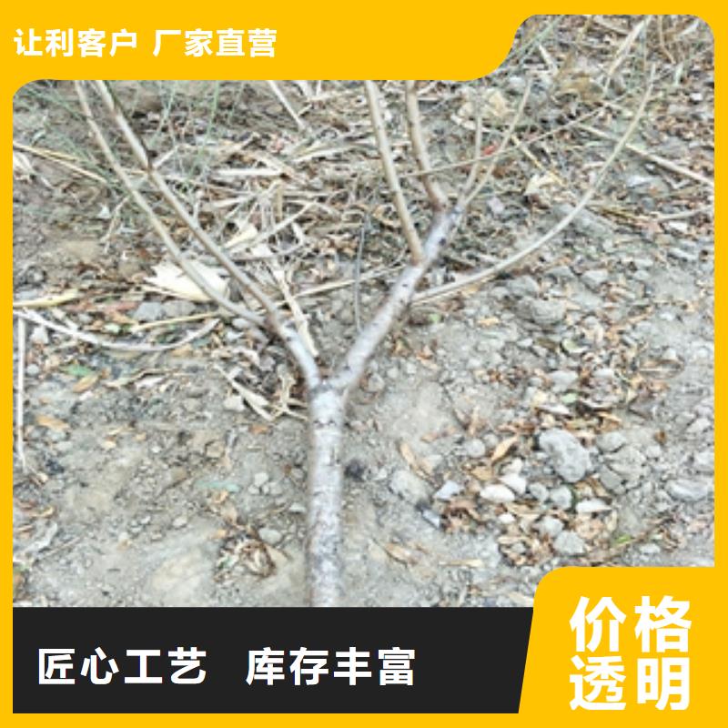 桃树蓝莓苗讲信誉保质量