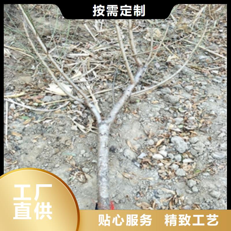 桃树【泰山景松造型景松】多年行业积累