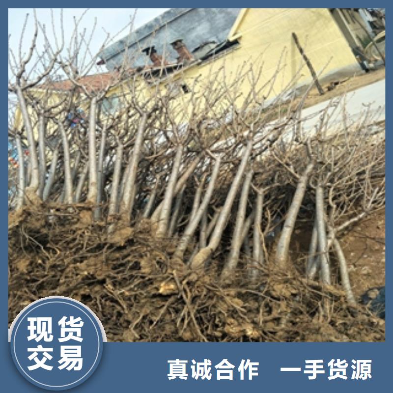 桃树蓝莓苗讲信誉保质量