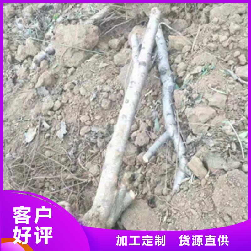 桃树占地果树品质优选