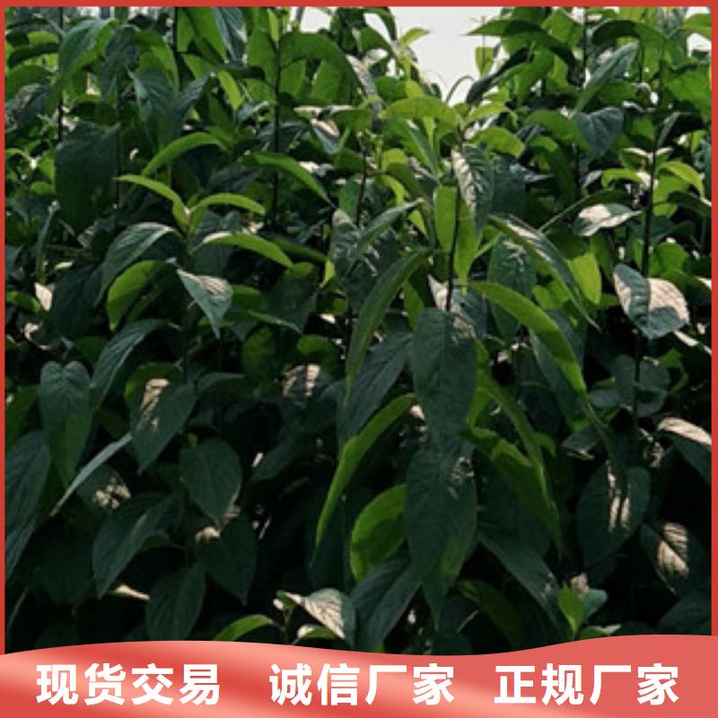 正家杜仲,【碧桃】产品细节参数