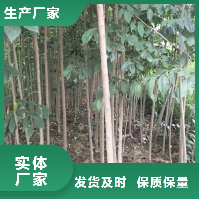 【正家】-|涞水|易县|衡水|石家庄|唐山|承德杜仲,【碧桃】产品细节参数常年出售