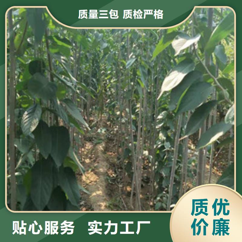 杜仲,【碧桃】产品细节参数 正家园艺场(保定市分公司)