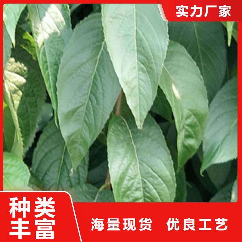 正家杜仲,【碧桃】产品细节参数